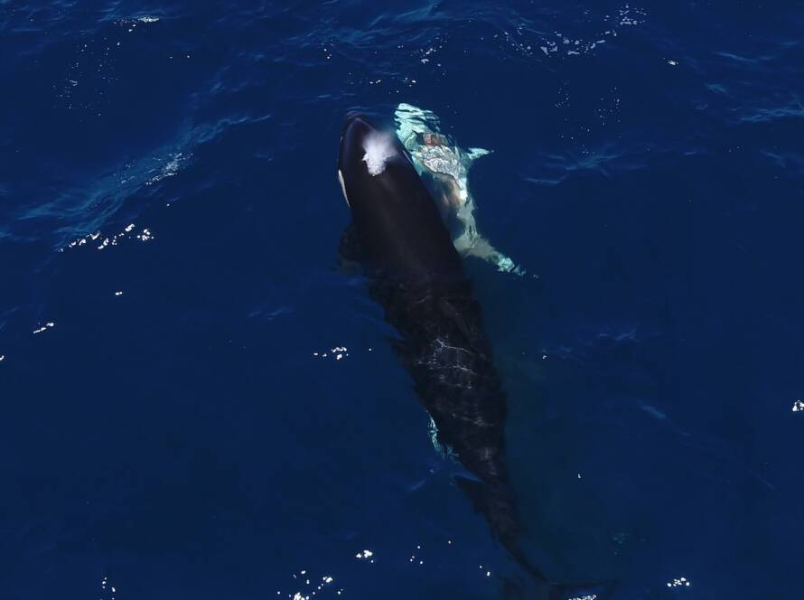 Orcas are hunting young great white sharks for their livers