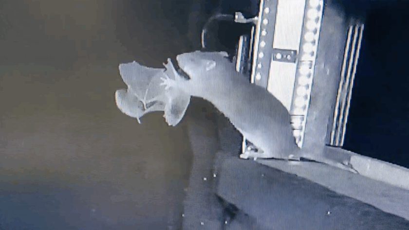 Caught on camera: Rats hunting bats mid-flight