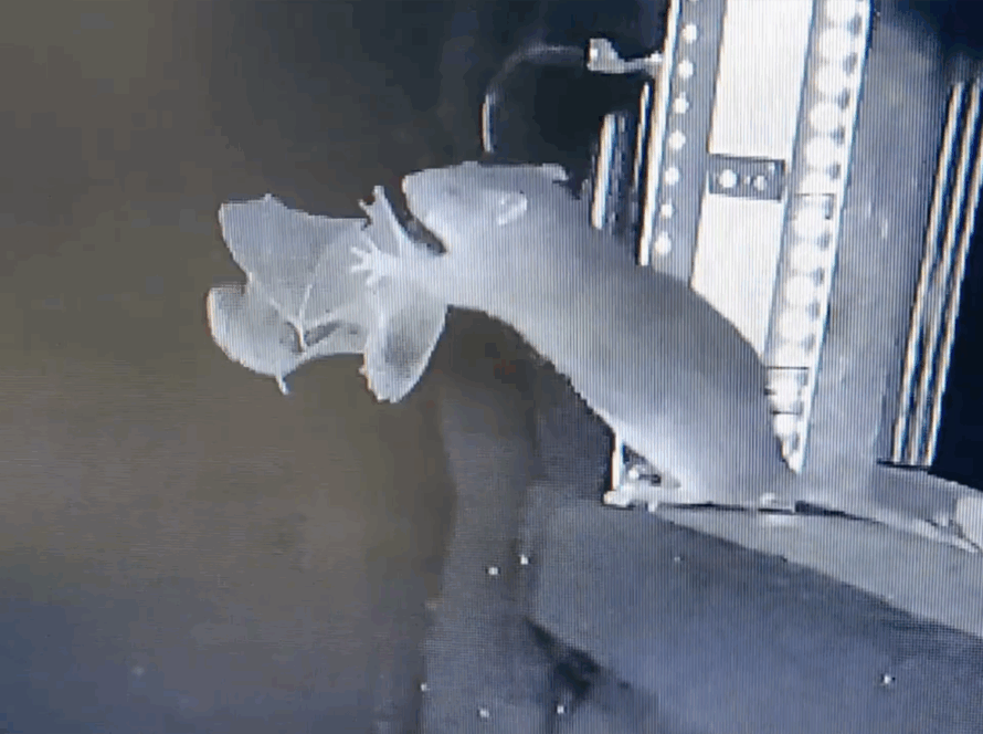 Caught on camera: Rats hunting bats mid-flight